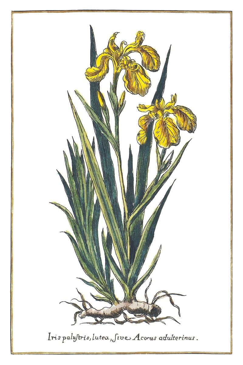 Yellow Iris