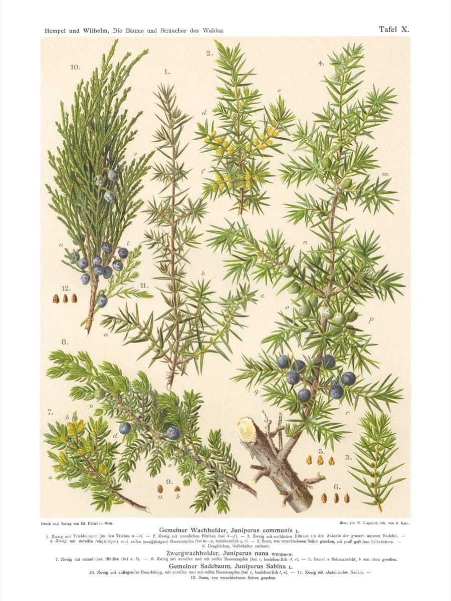 Juniper