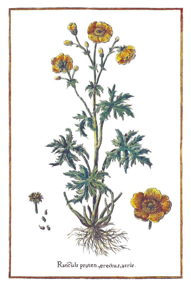 Sharp Buttercup