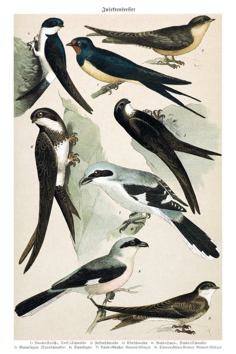 Swallow and Swift