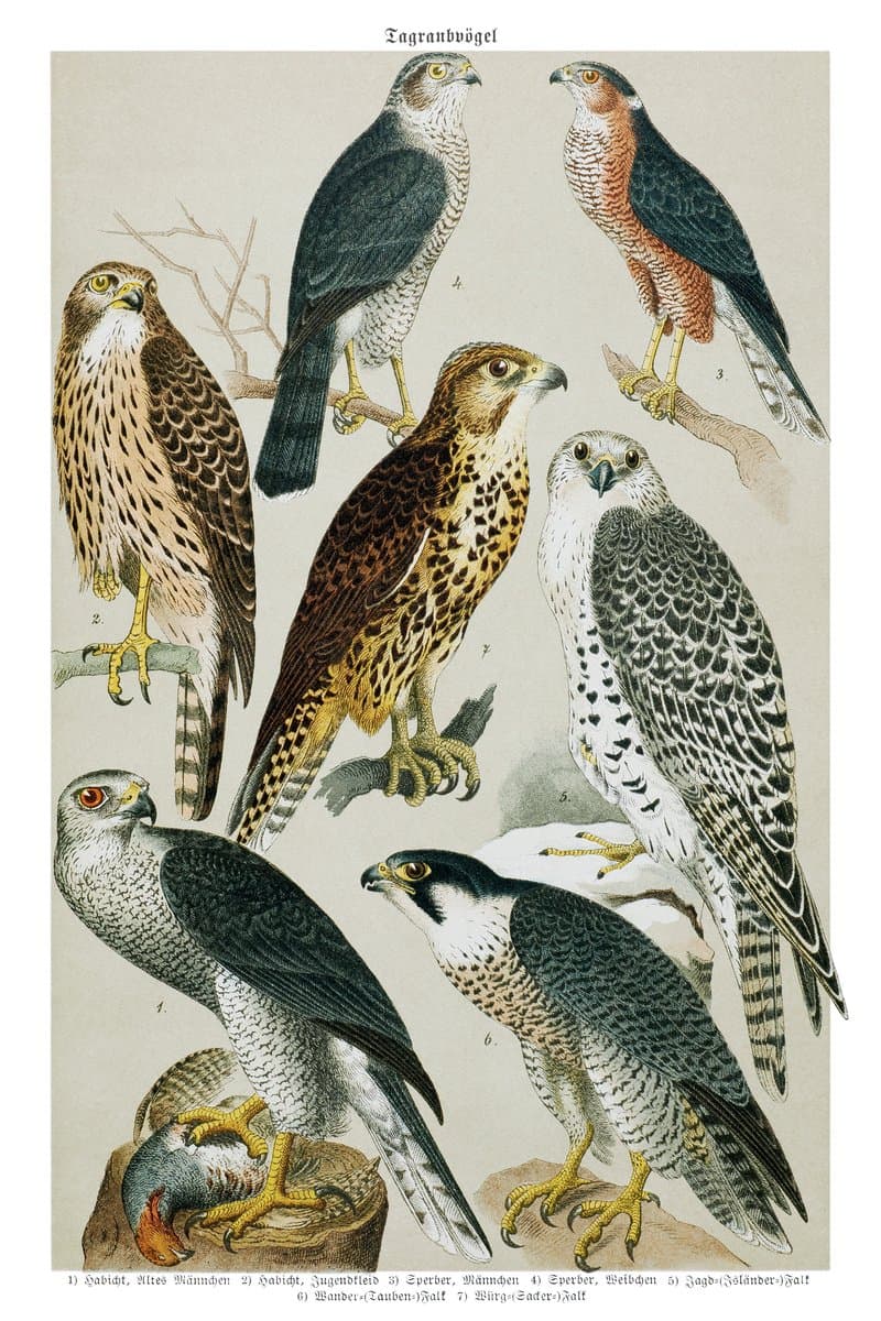 Hawk and Falcon