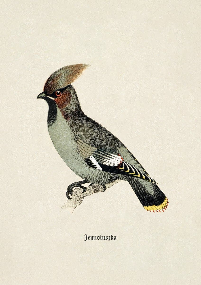 Waxwing