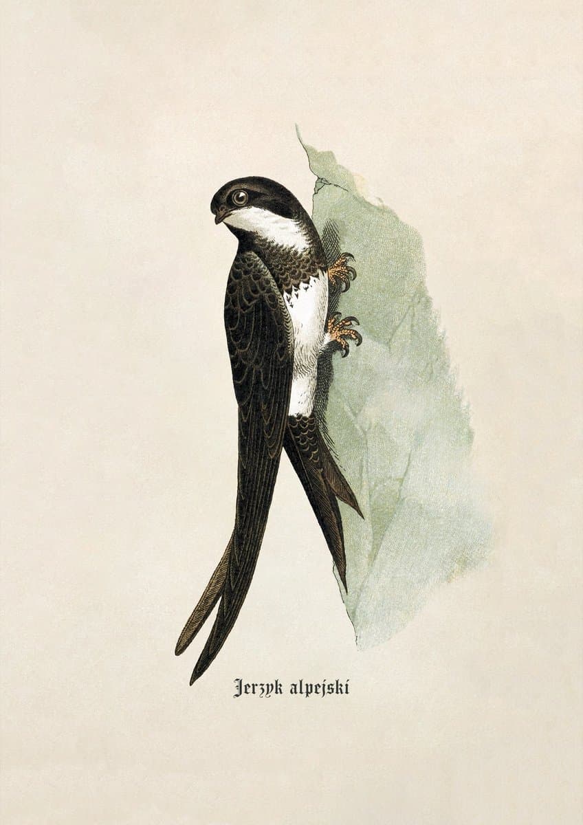 Jerzyk Alpejski (Alpensegler) — rycina botaniczna z Natur-Geschichte der Deutschen Vögel, 1891