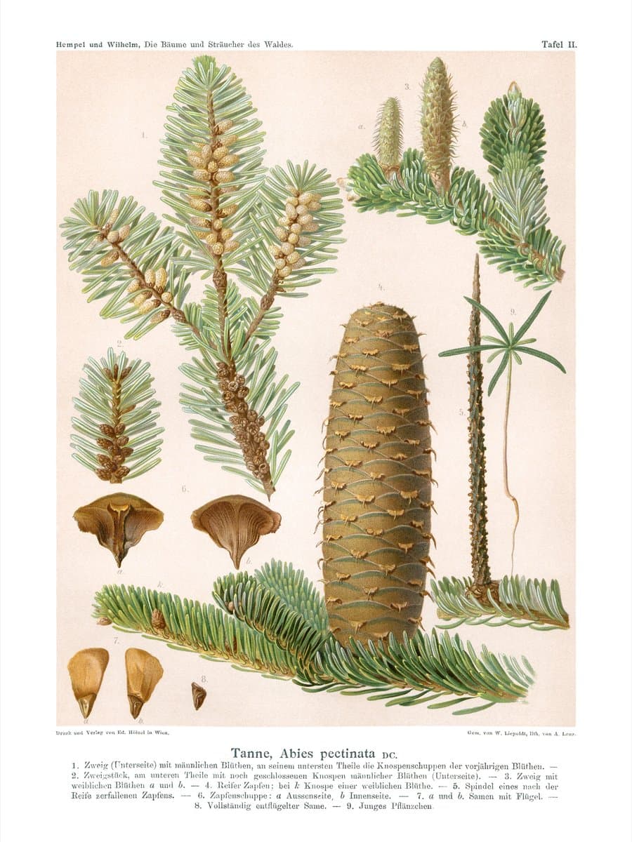 Common Fir
