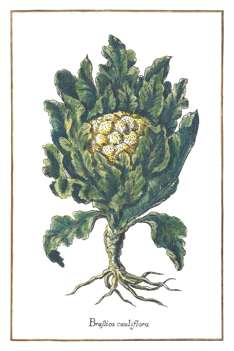 Cauliflower