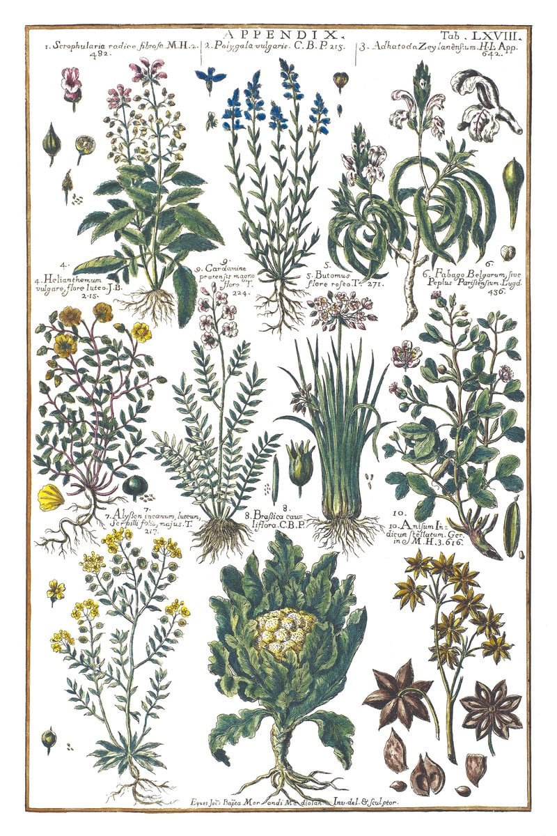 Blumenkohl und Anis