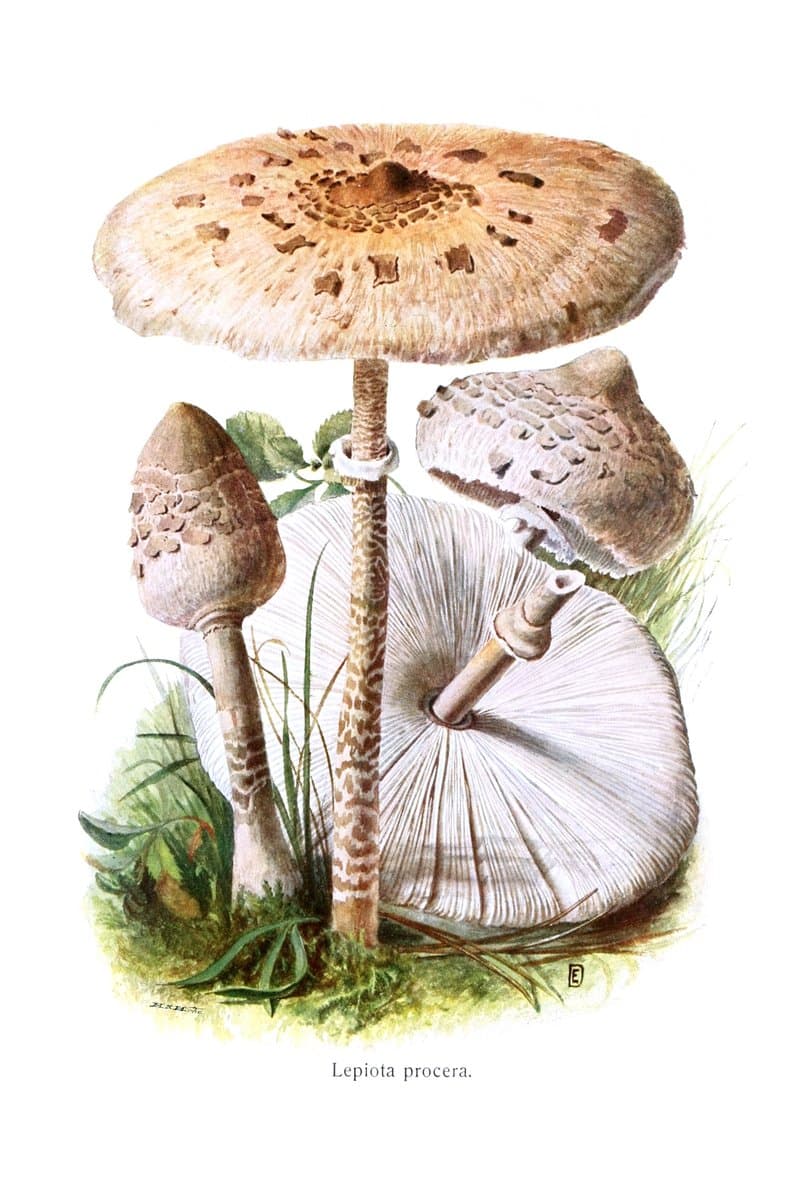 Parasol Mushroom