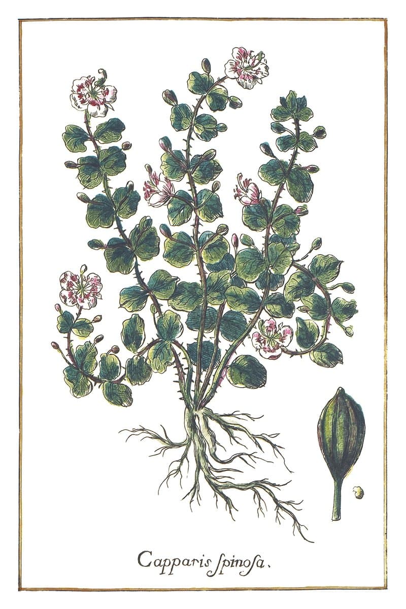 Kapary (Capparis Spinosa) — rycina botaniczna z Historia Botanica Practica, 1744