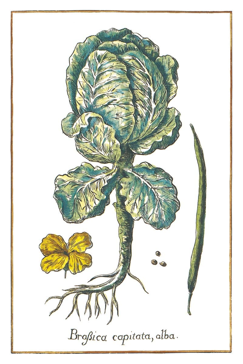 Cabbage