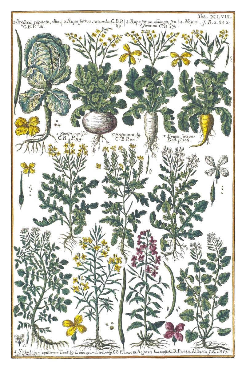 Cabbage and Rapeseed