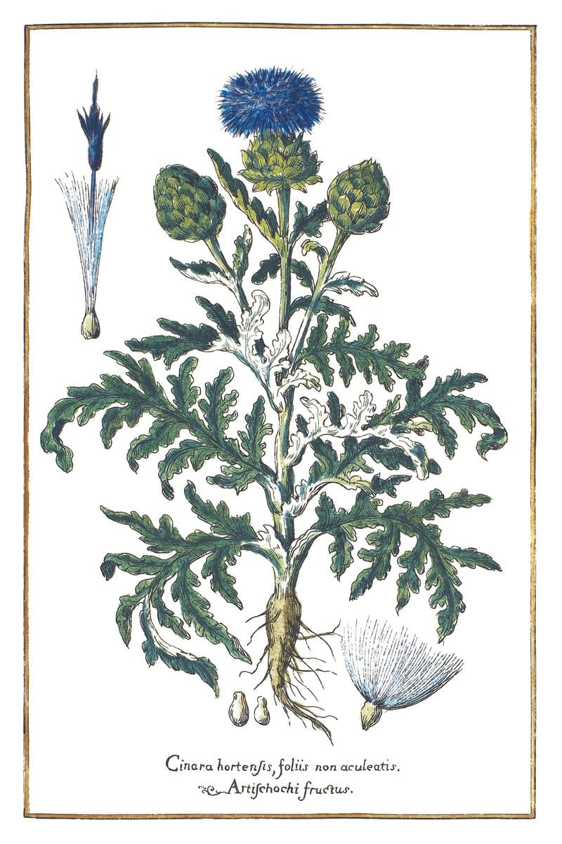 Artichoke