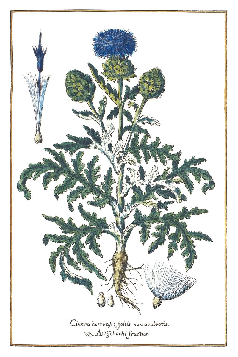 Artischocke
