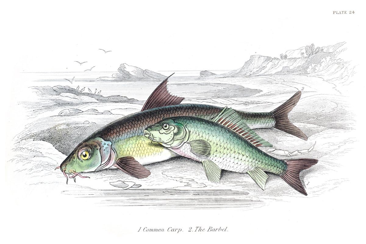 Carp and Barbel