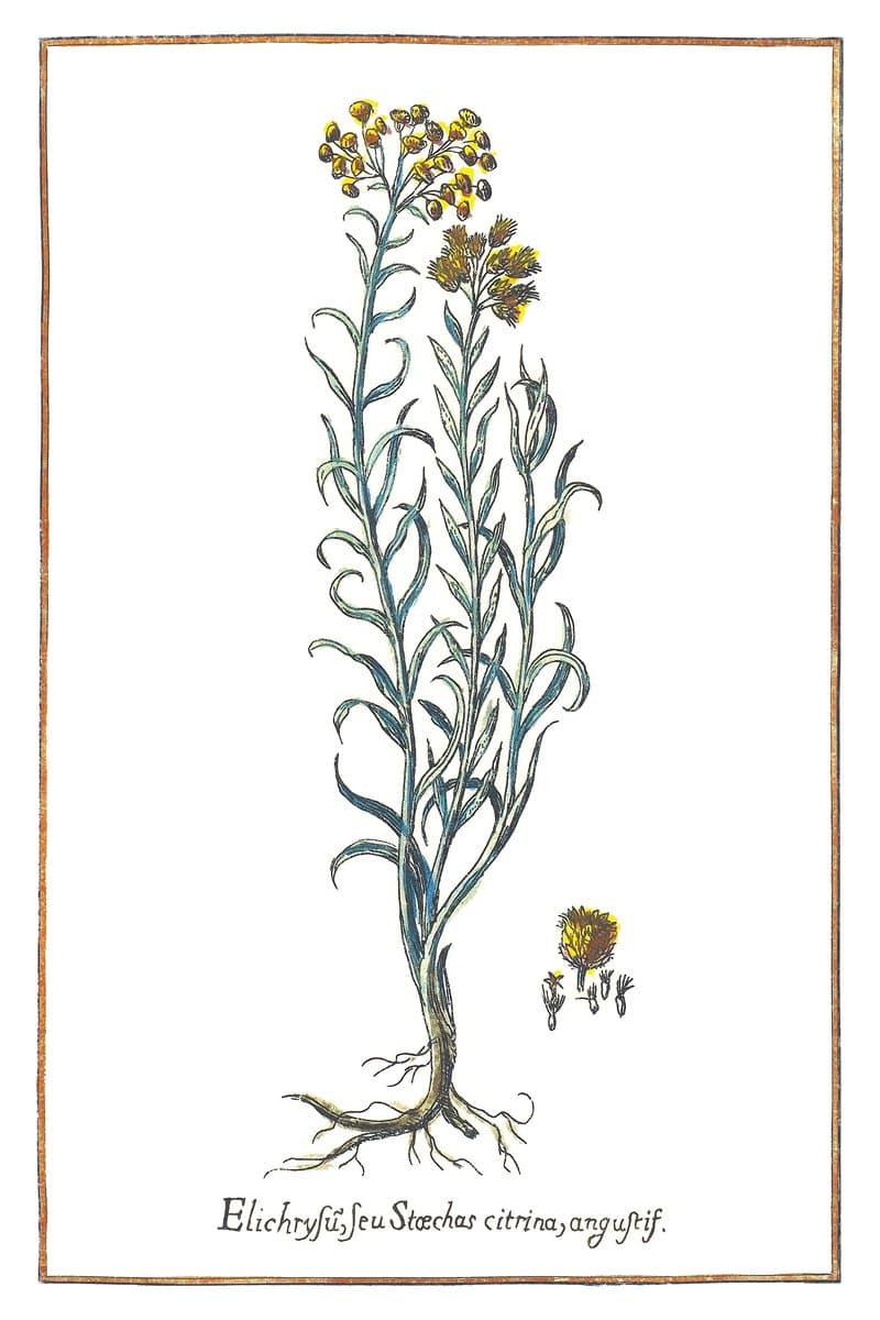 Helichrysum