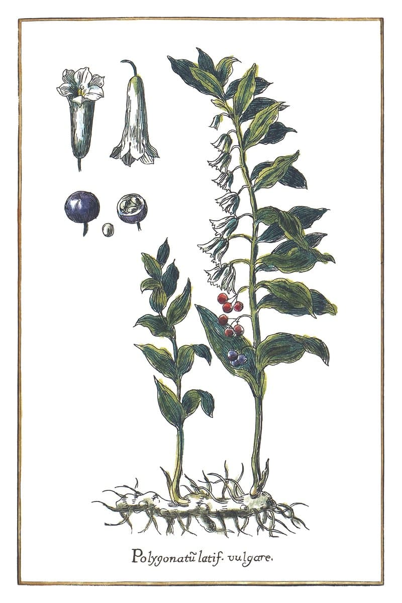 Broadleaf Solomon's Seal