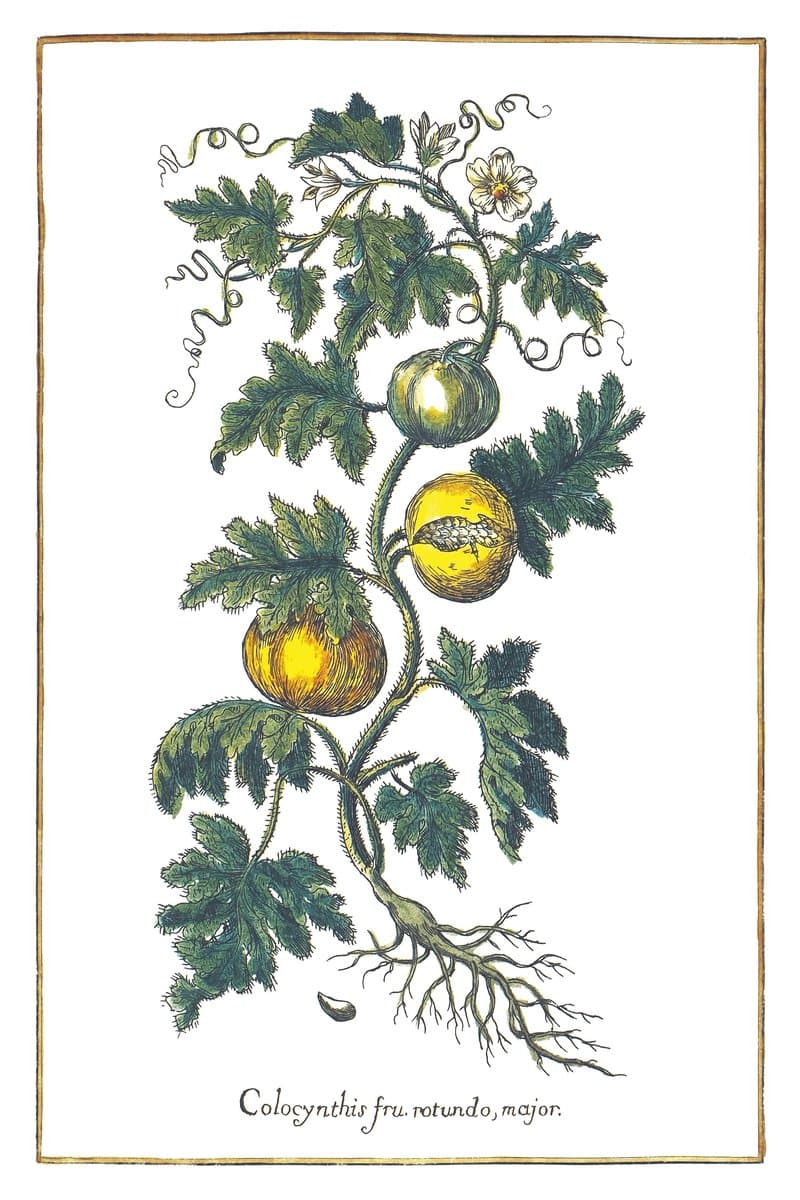 Colocynthis