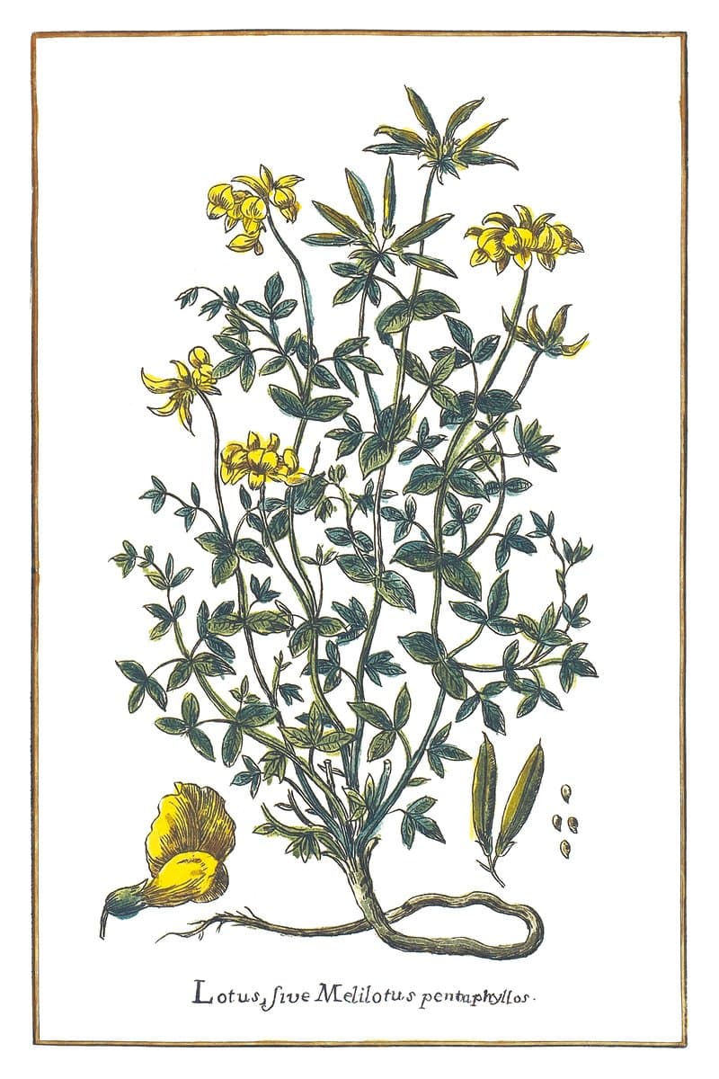 Bird's-foot Trefoil