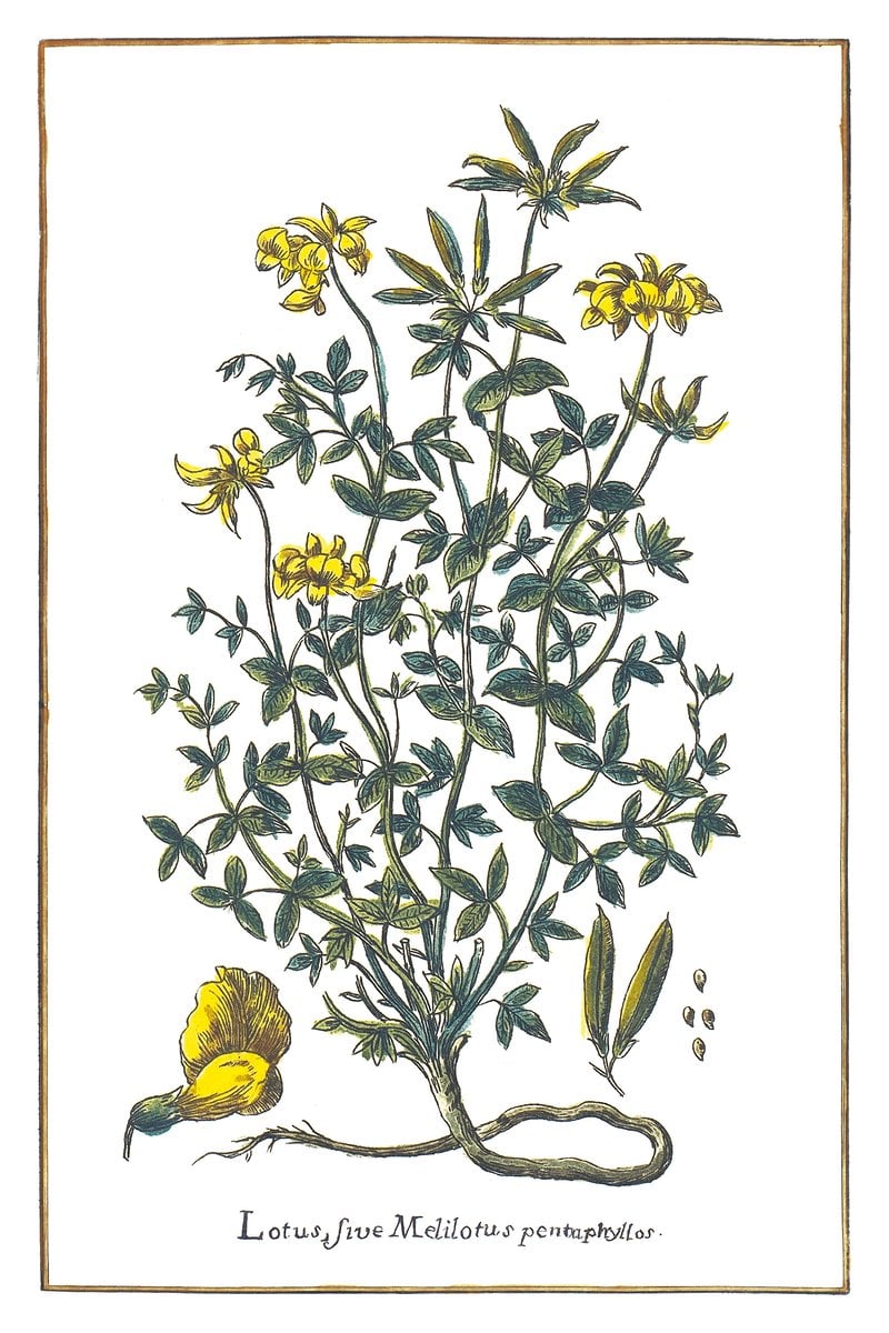 Hornklee
