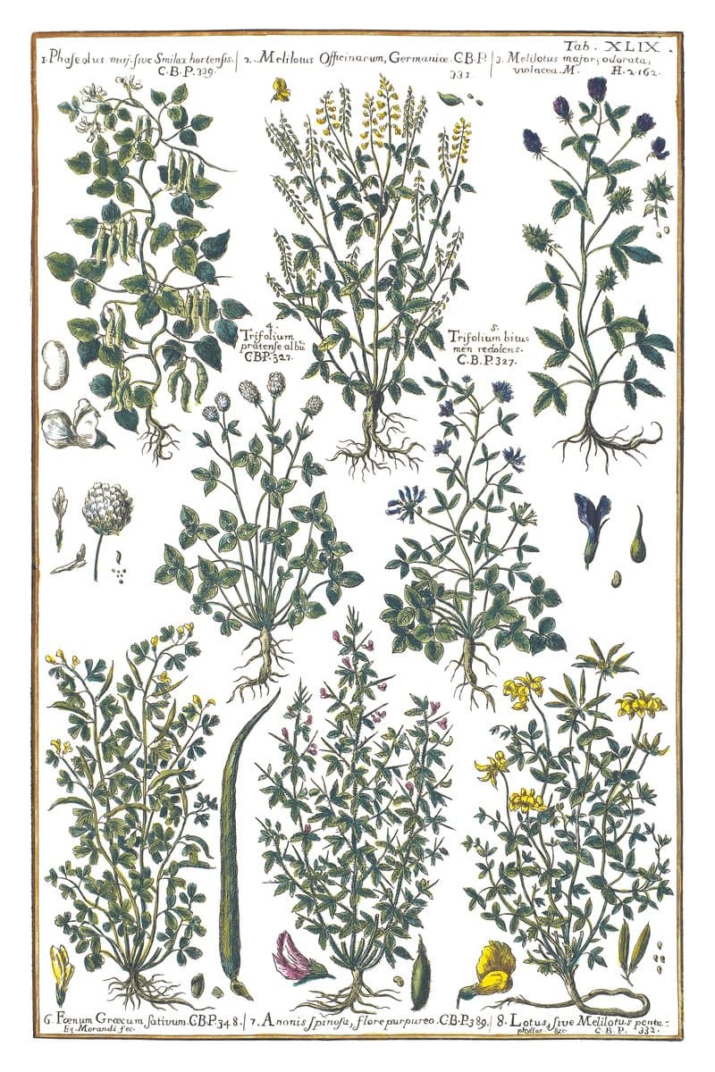 Bird's-foot Trefoil and Clover