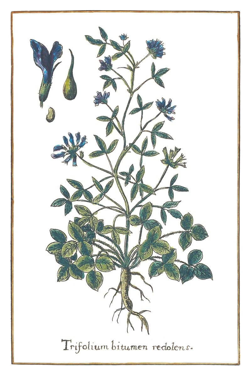 Clover