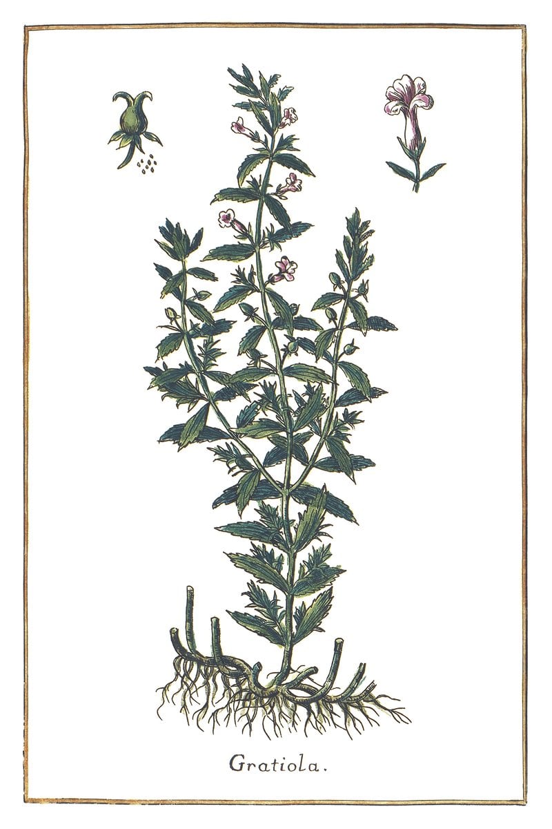 Konitrut