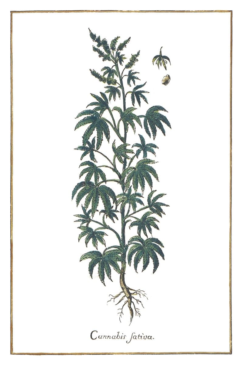 Cannabis