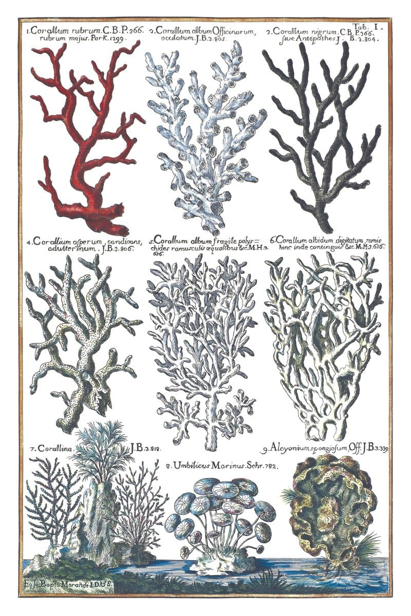 Corals