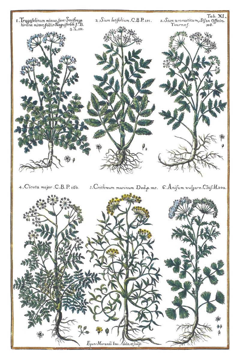 Kowniatek and Hemlock
