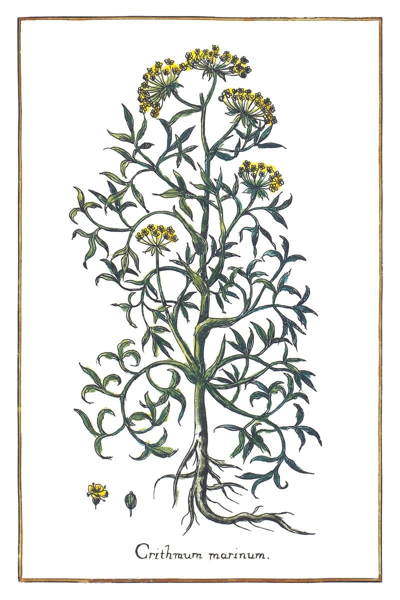 Sea Samphire