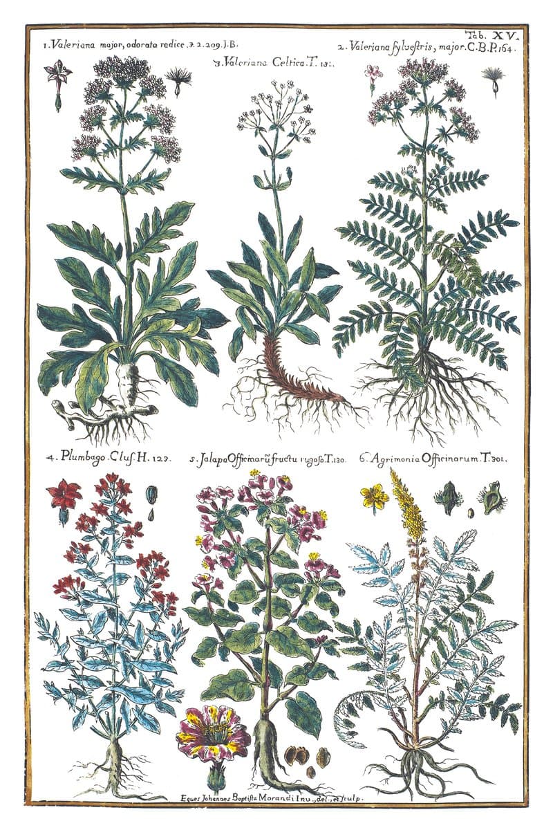 Valerian and Agrimony