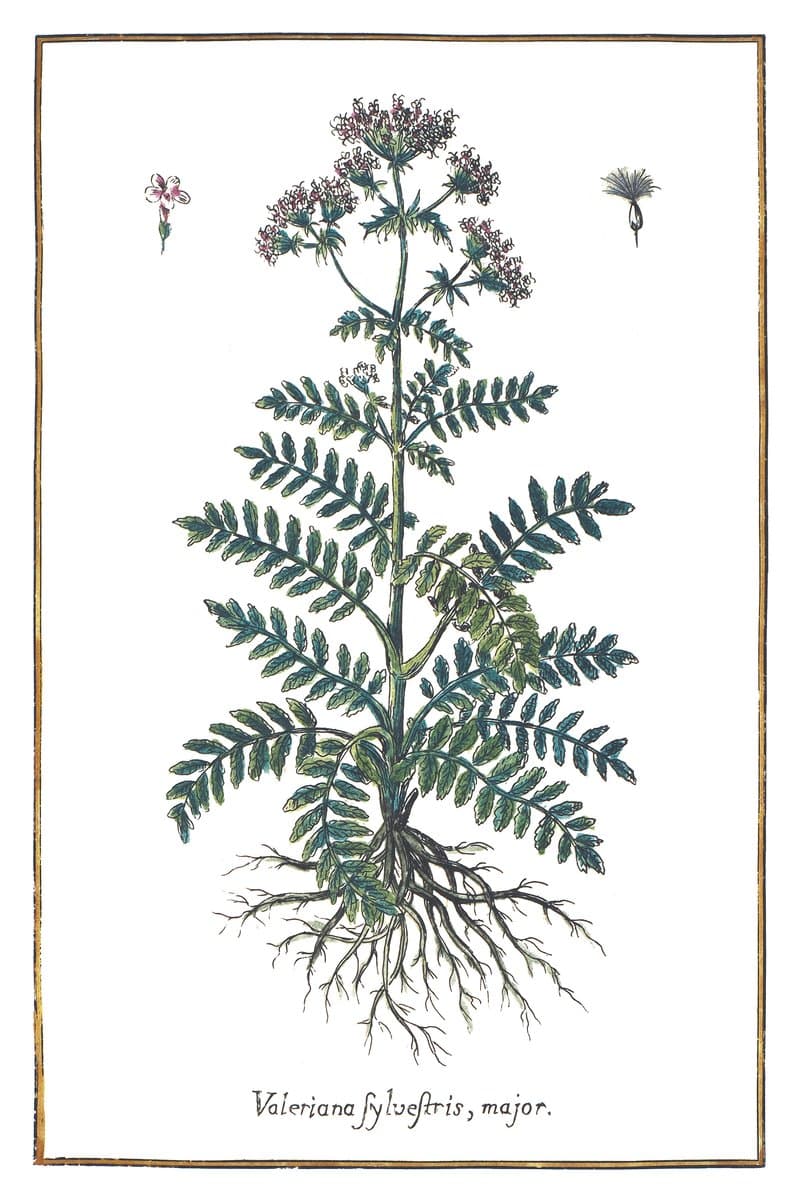 Valeriana officinalis