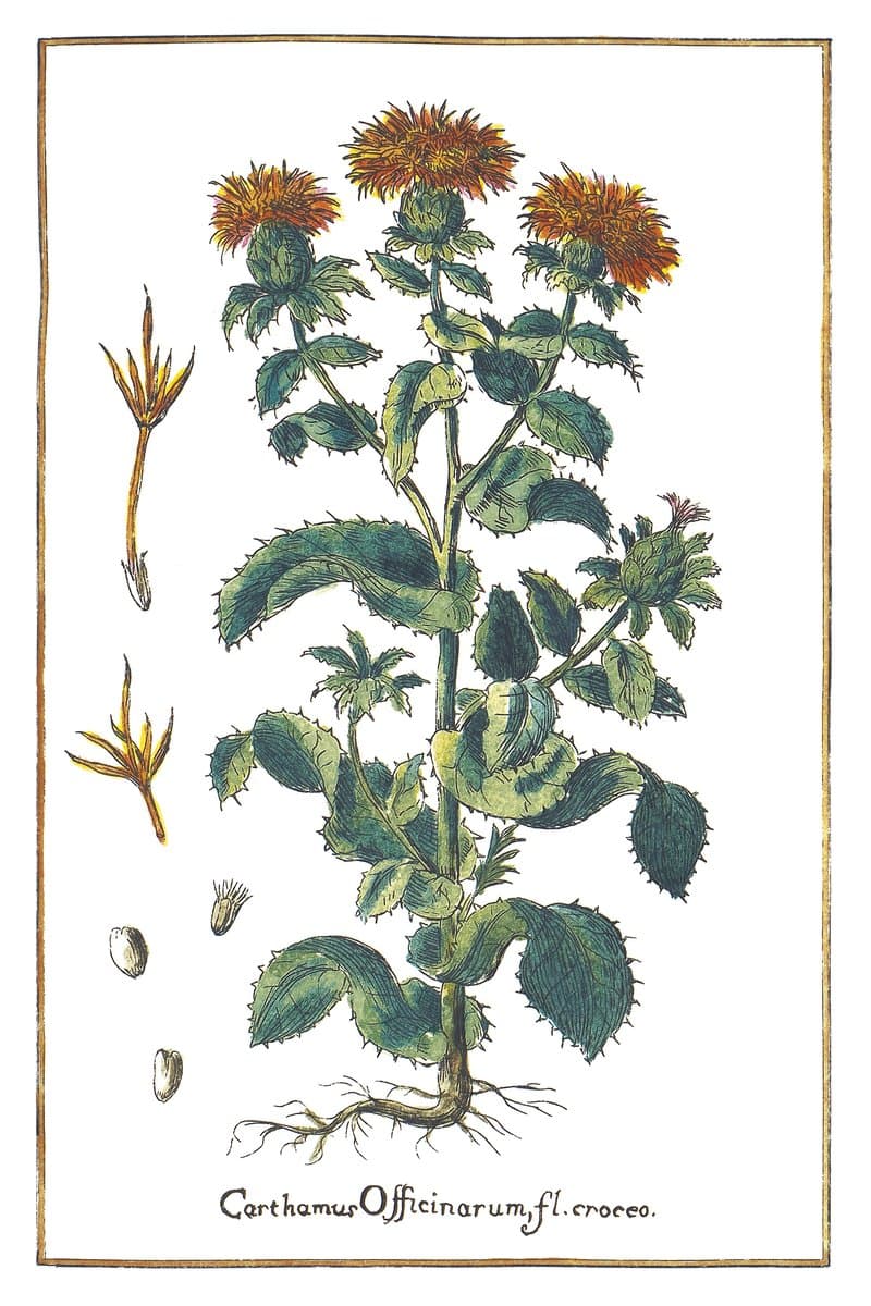 Safflower
