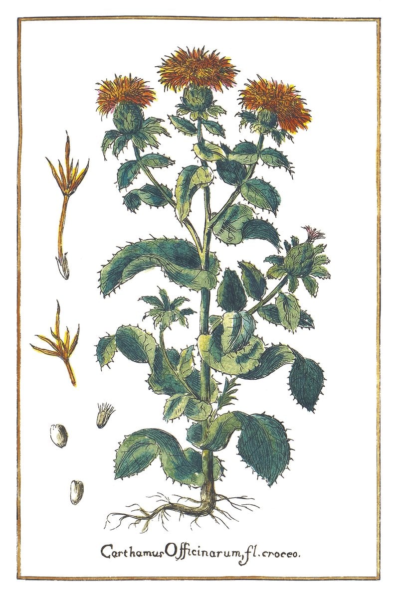 Färberdistel