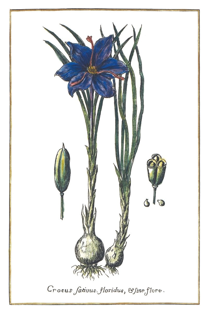 Krokus