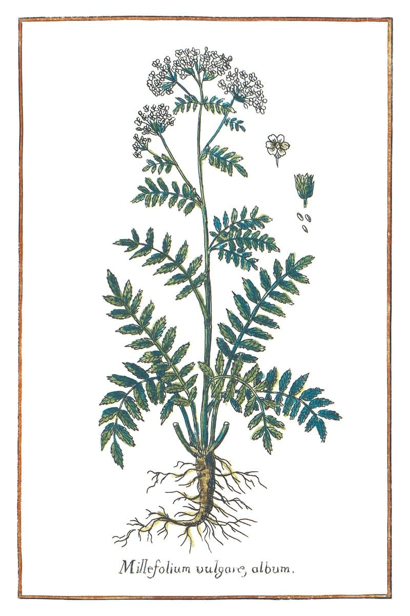 Yarrow