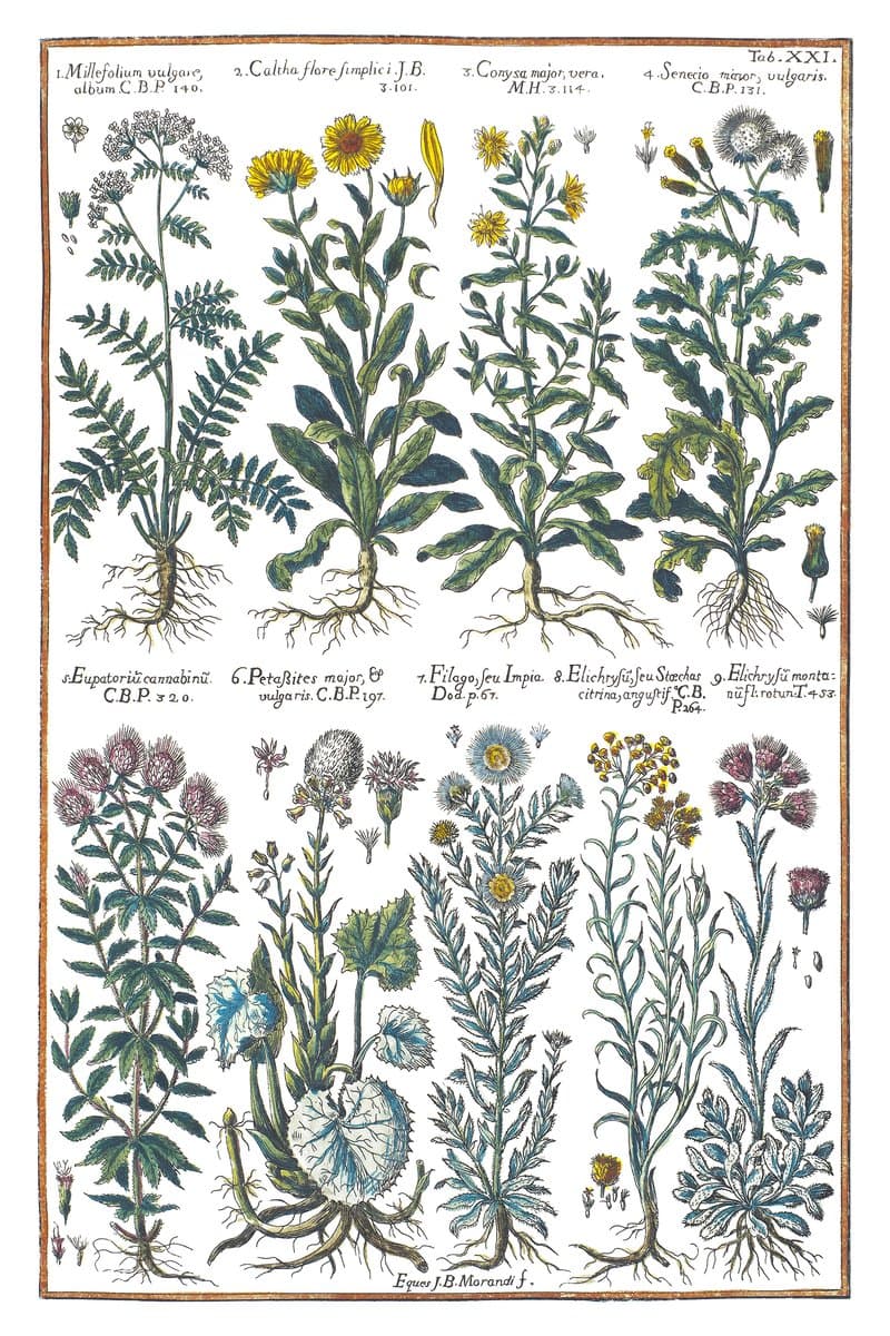Yarrow and Butterbur