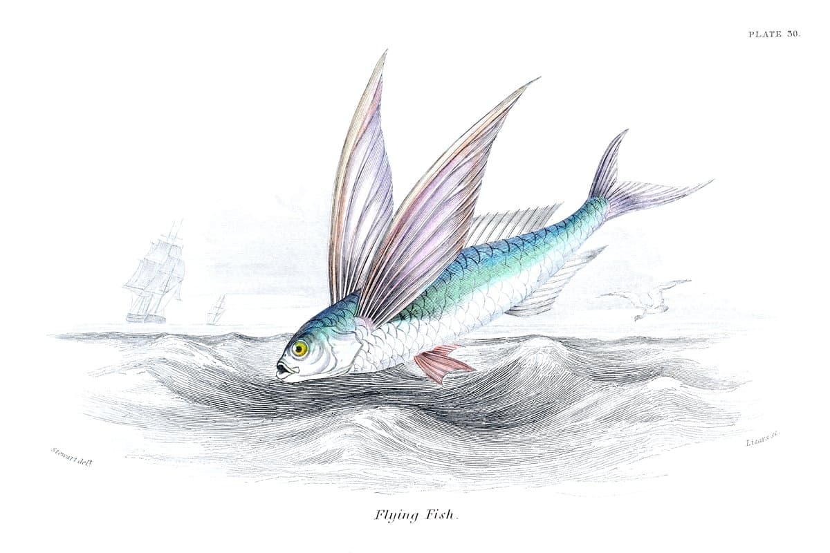 Flying Fish