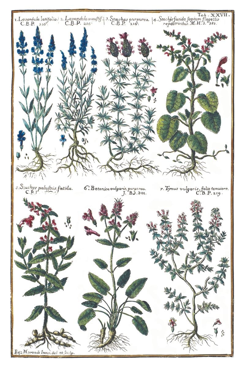 Lavender and Thyme