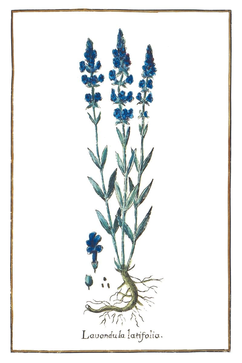 Broadleaf Lavender