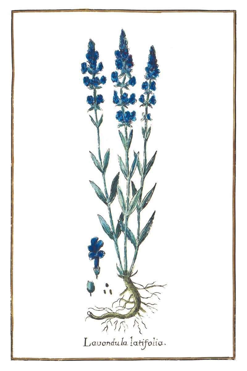 Breitblättriger Lavendel
