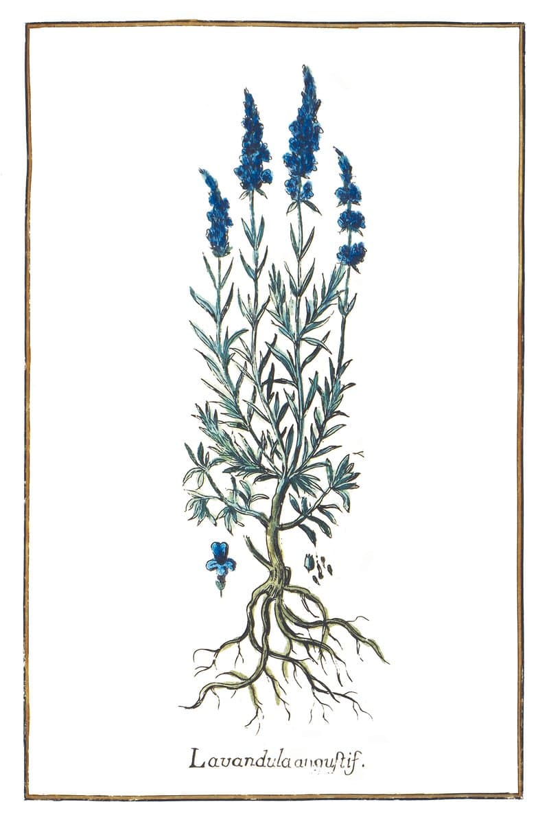 Narrow-leaved Lavender