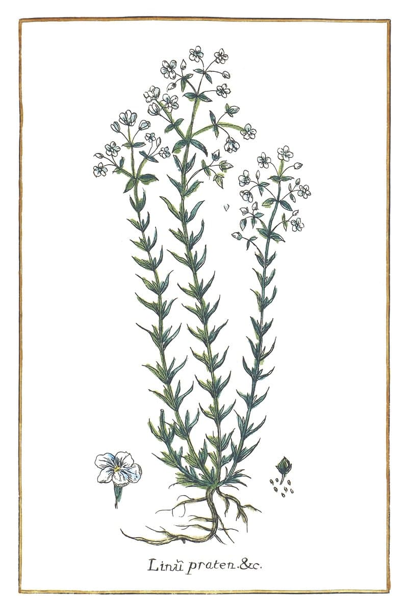 Meadow Flax