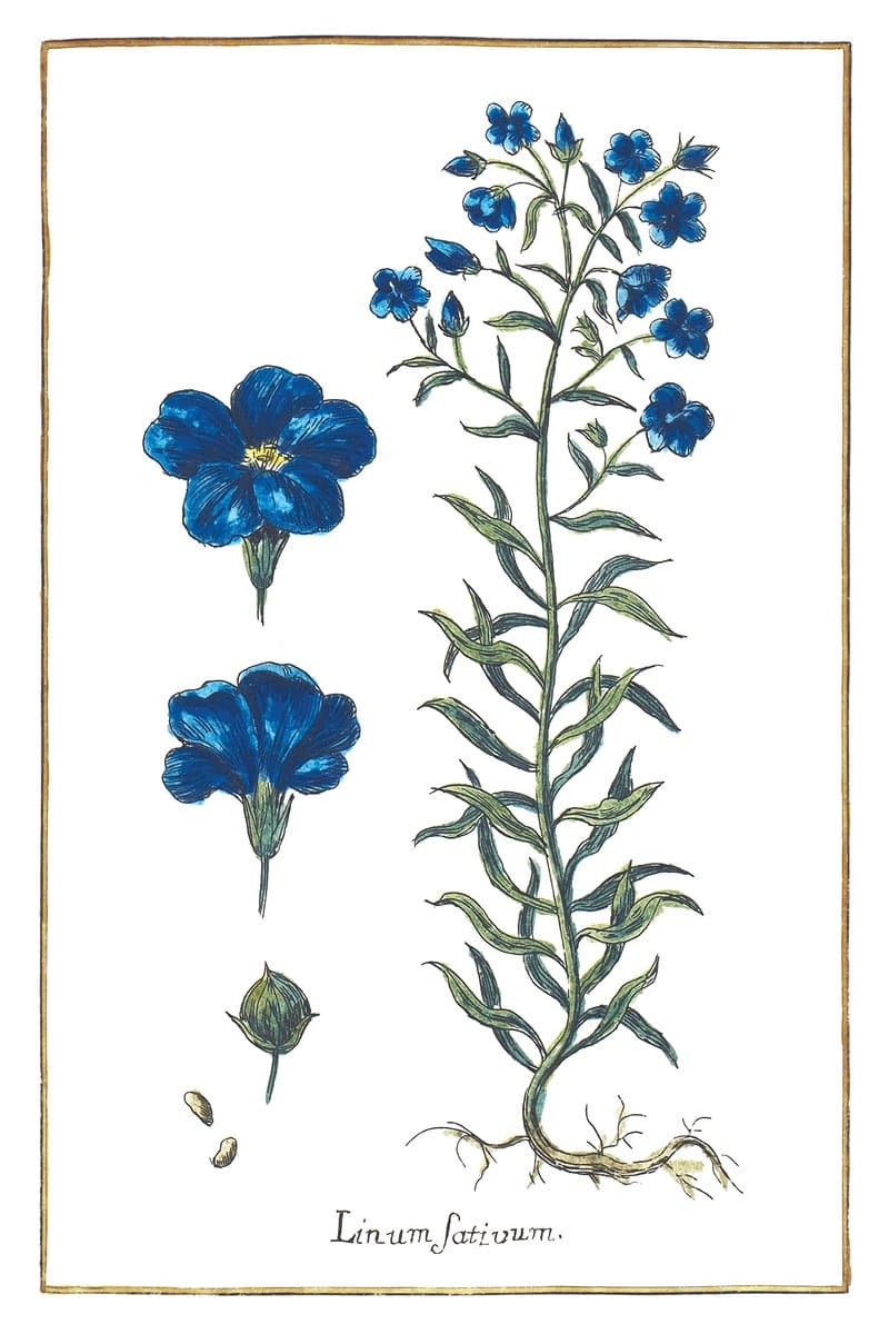 Common Flax