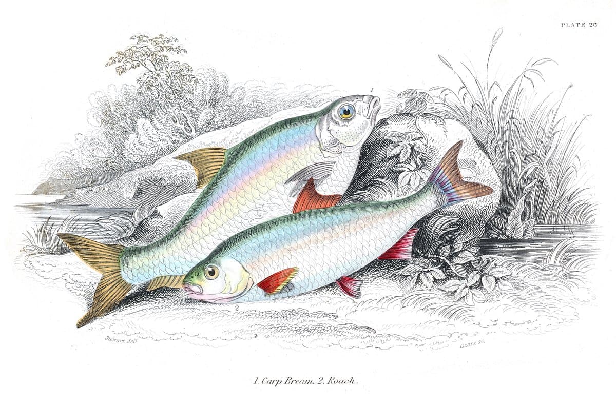 Bream and Roach