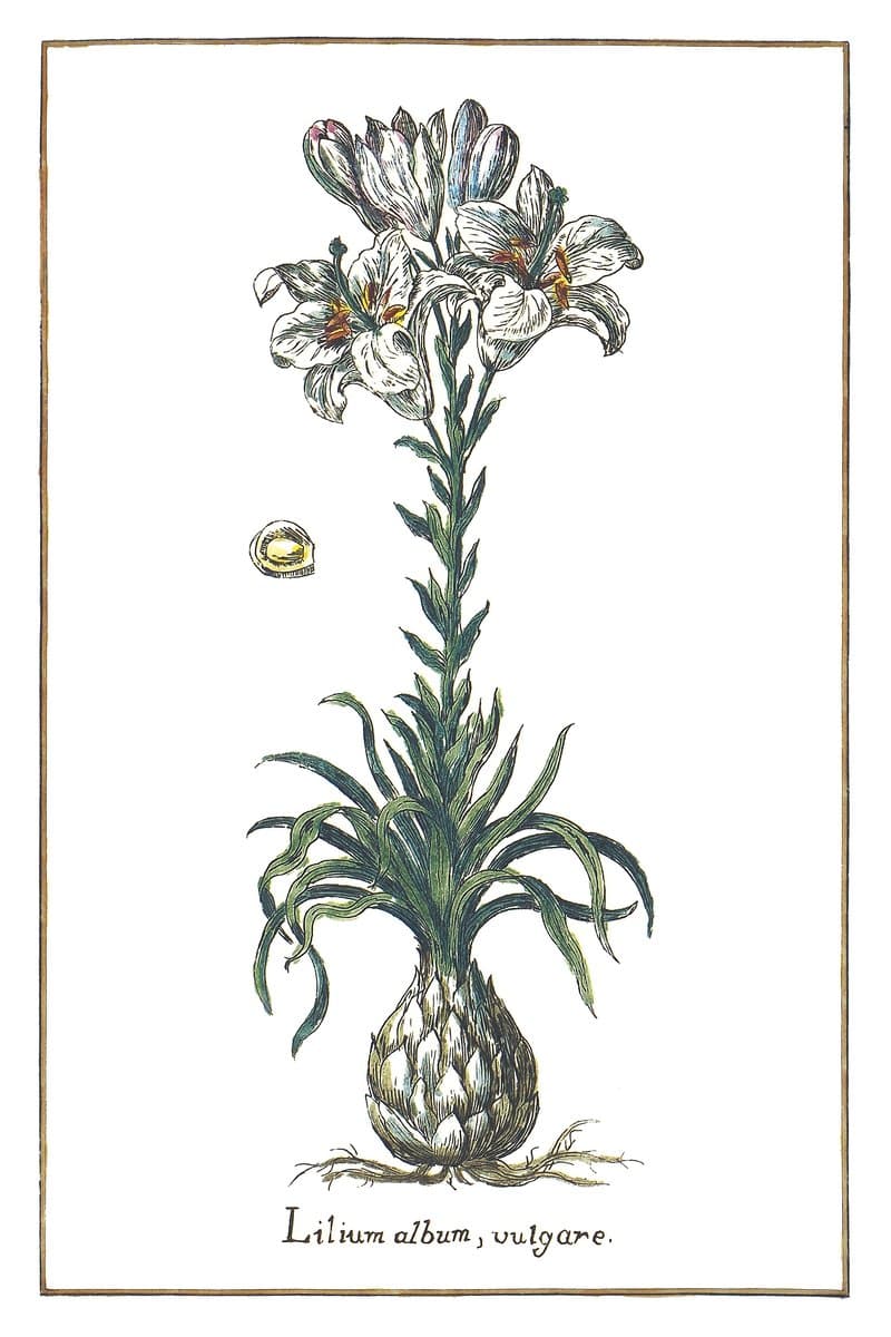 White Lily