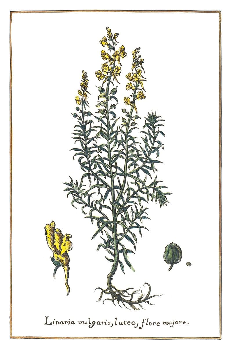 Lnica (Linaria Vulgaris) — rycina botaniczna z Historia Botanica Practica, 1744