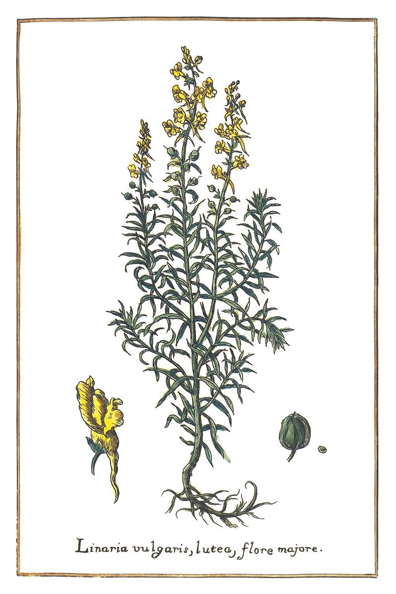 Leinkraut