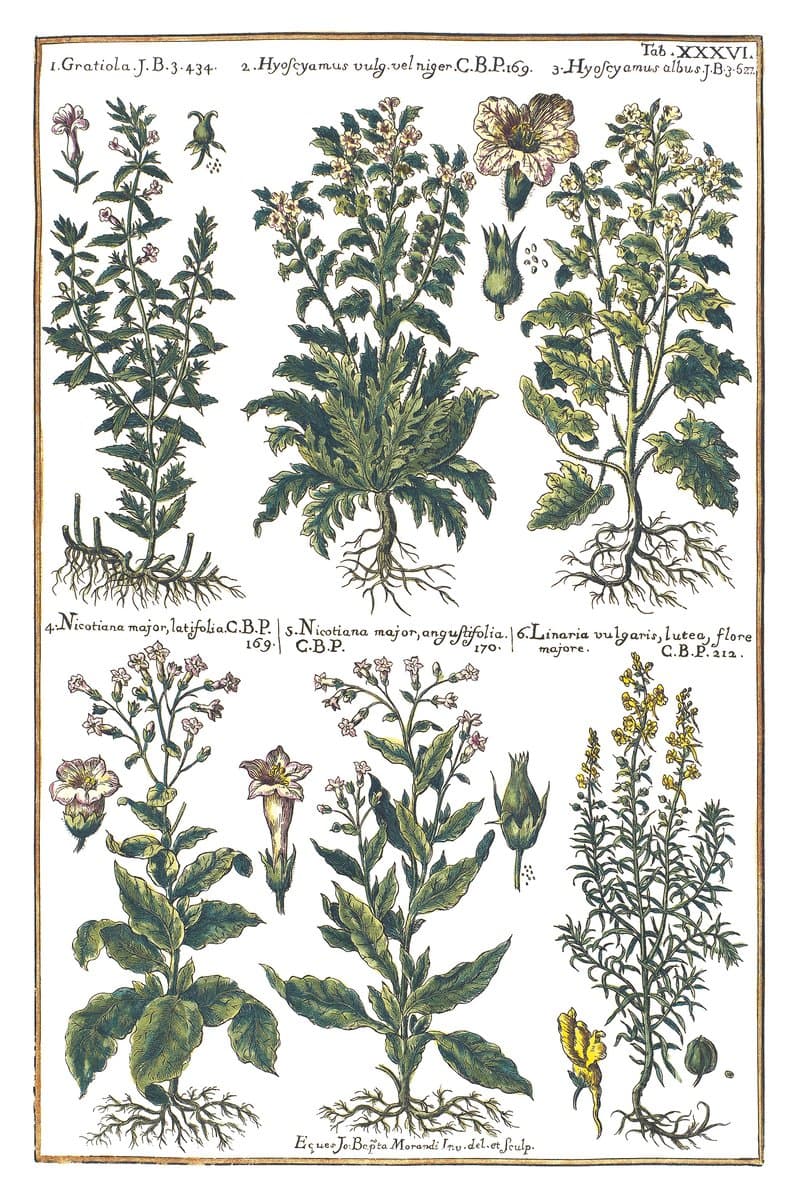 Toadflax and Tobacco