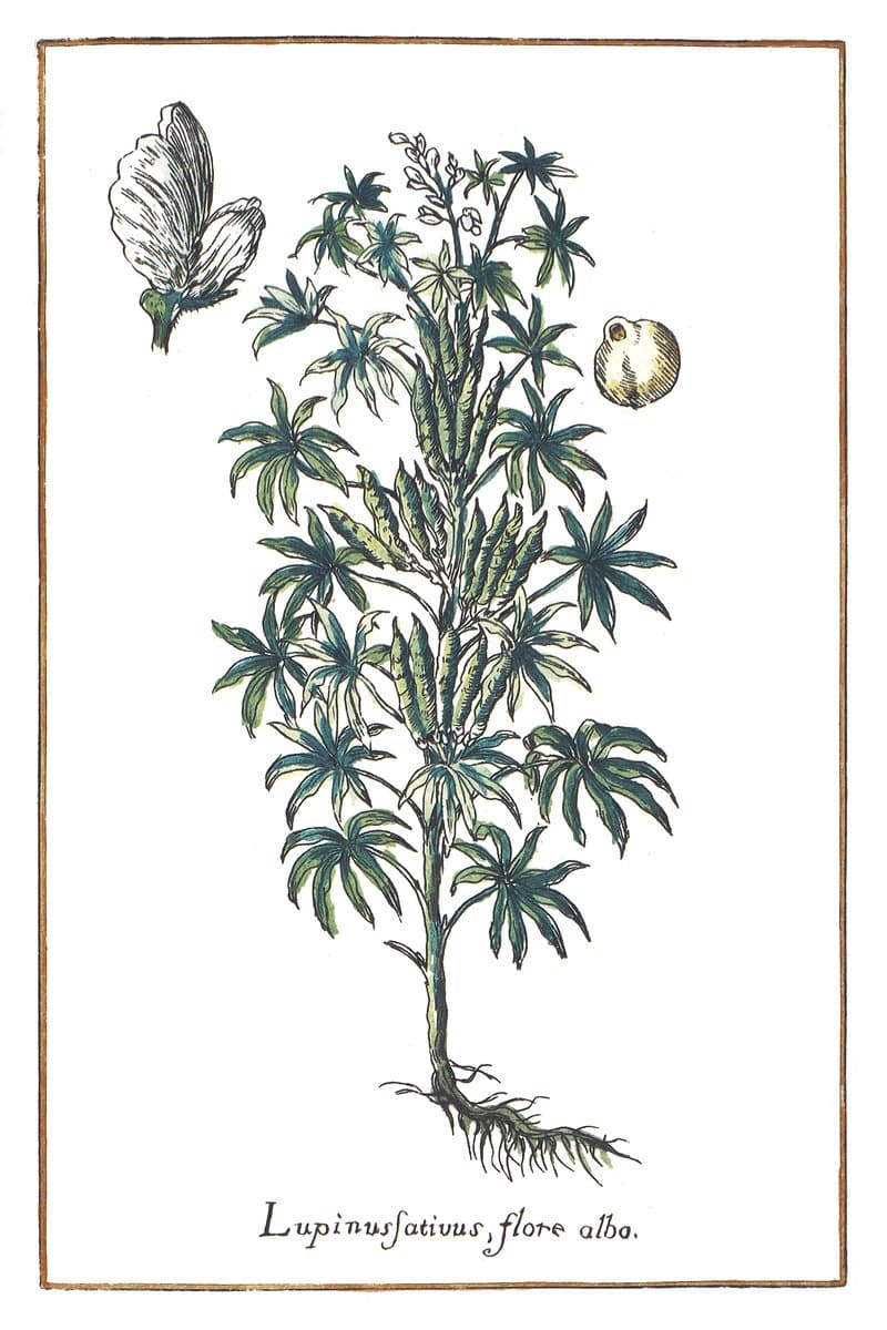 Łubin (Lupinus Sativus, Flore Alba) — rycina botaniczna z Historia Botanica Practica, 1744
