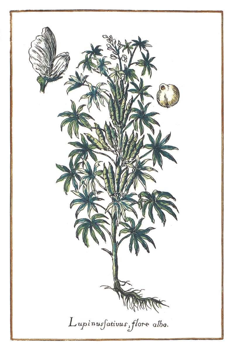 Lupine